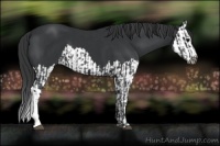Horse Color:Black  and Black Splash 