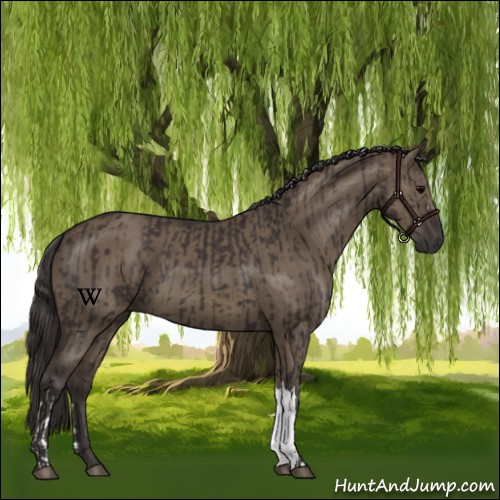 Horse Color:Smoky Black and Smoky Grullo