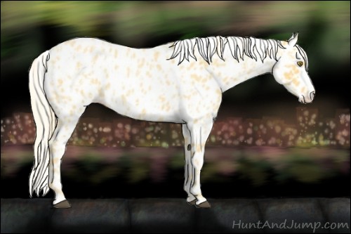 Horse Color:Palomino Roan Appaloosa  and Palomino Roan Appaloosa 