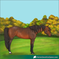 Horse Color:Bay 