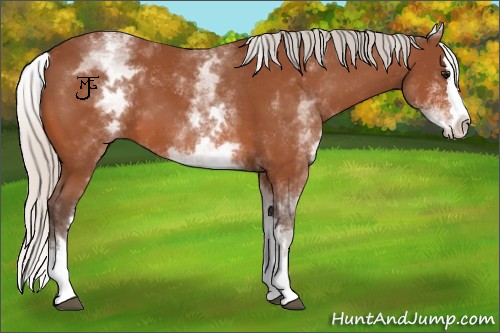Horse Color:White Spotted Silver Bay Splash