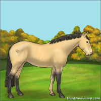 Horse Color:Buckskin 