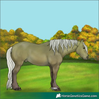 Horse Color:Silver Buckskin 