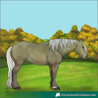 Horse Color:Silver Buckskin 