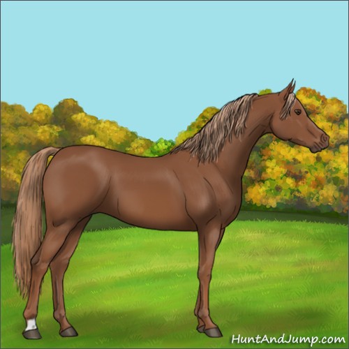 Horse Color:Chestnut 