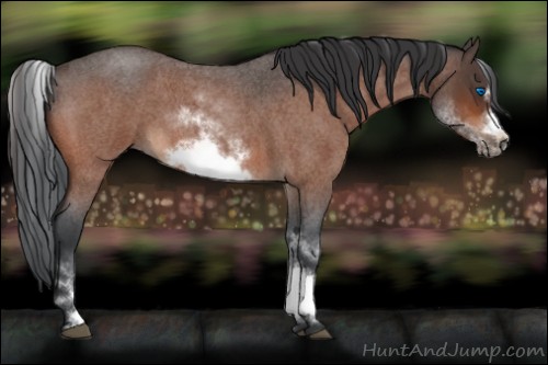 Horse Color:White Spotted Bay Roan Frame