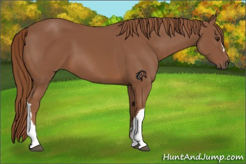 Horse Color:Chestnut 