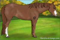 Horse Color:Chestnut 