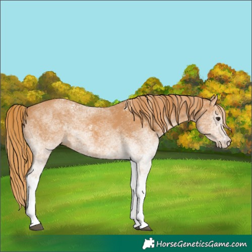 Horse Color:White Spotted Chestnut 