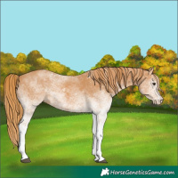 Horse Color:White Spotted Chestnut 