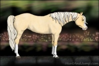 Horse Color:Palomino Roan Splash 