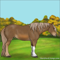 Horse Color:Chocolate Palomino 