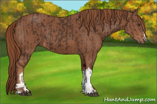 Horse Color:Liver Chestnut  and Chestnut 