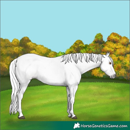 Horse Color:Gray Silver Black Pearl Tobiano 