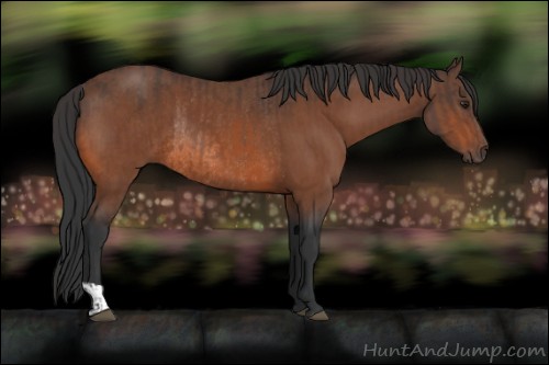 Horse Color:Brown Rabicano  and Bay Rabicano 