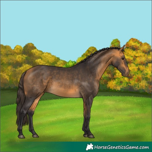 Horse Color:Buckskin 