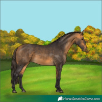 Horse Color:Buckskin 