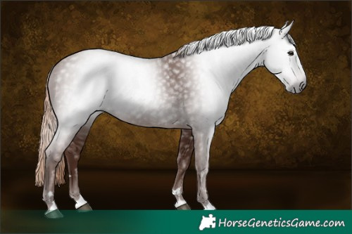 Horse Color:Gray Chestnut 
