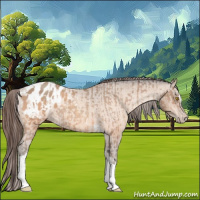 Horse Color:Amber Champagne Sabino Tobiano Appaloosa and Amber Champagne Sabino Tobiano Appaloosa