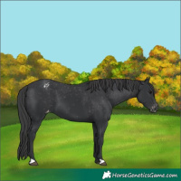 Horse Color:Black Appaloosa