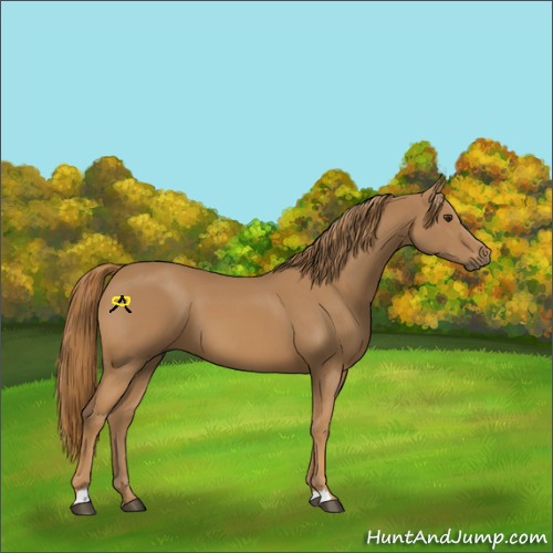 Horse Color:Chestnut 