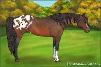Horse Color:Bay Appaloosa 