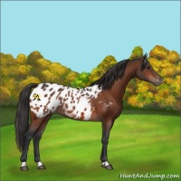 Horse Color:Bay Appaloosa 