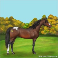 Horse Color:Bay Appaloosa