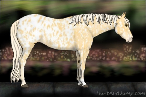 Horse Color:Palomino Appaloosa  and Palomino Appaloosa 