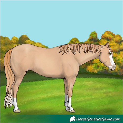 Horse Color:Gold Champagne Splash 