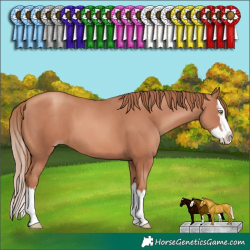 Horse Color:Gold Champagne Splash 