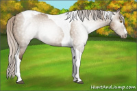 Horse Color:Gray Silver Grullo Pearl Tobiano 