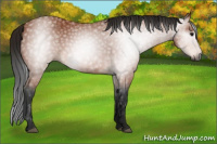 Horse Color:Gray Bay 