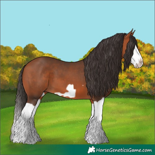 Horse Color:Bay Splash Frame 