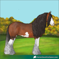 Horse Color:Bay Splash Frame 