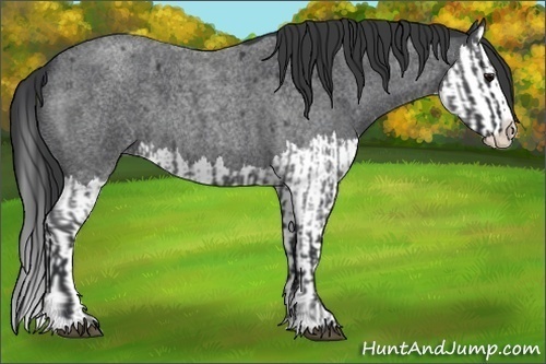 Horse Color:Blue Roan Sabino Splash and Blue Roan Sabino Splash
