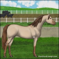 Horse Color:Red Dun 
