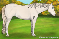 Horse Color:Perlino 
