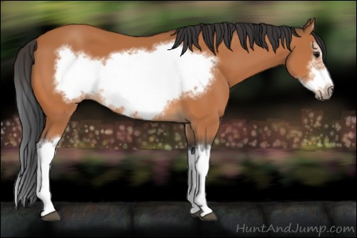 Horse Color:Bay Splash Frame