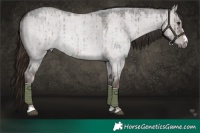 Horse Color:Platinum Liver Red Dun Roan Brindle 