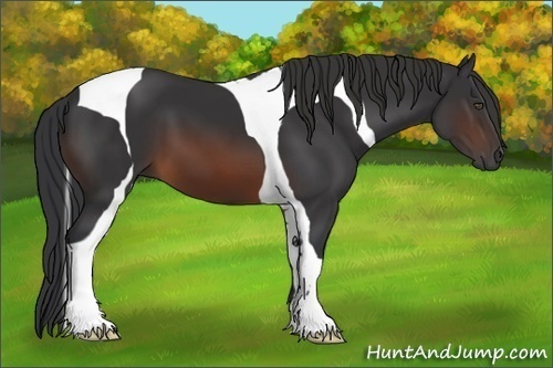 Horse Color:Brown Tobiano 