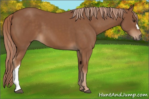 Horse Color:Chestnut 
