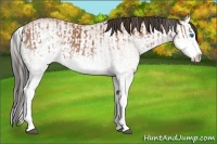 Horse Color:White Spotted Bay Splash and White Spotted Bay Splash