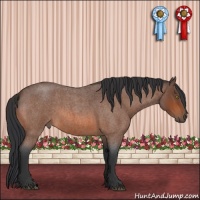 Horse Color:Bay Roan 