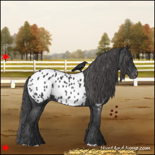 Horse Color:Black Near Leopard