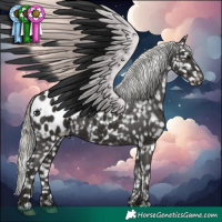 Horse Color:Liver Chestnut Mushroom Appaloosa