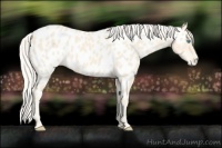 Horse Color:Cremello Appaloosa 