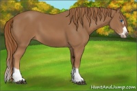 Horse Color:Chestnut Splash Frame 