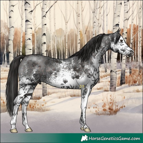 Horse Color:White Spotted Liver Chestnut 