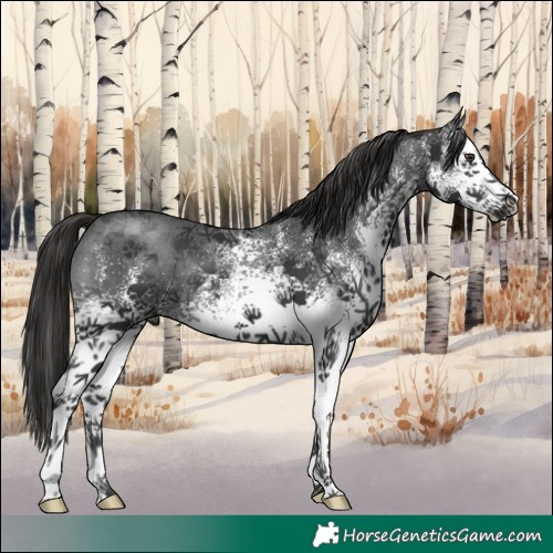 Horse Color:White Spotted Liver Chestnut